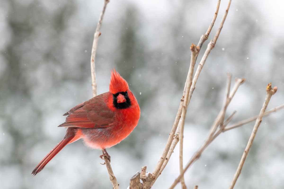 Cardinals in the snow, eagles in the sky